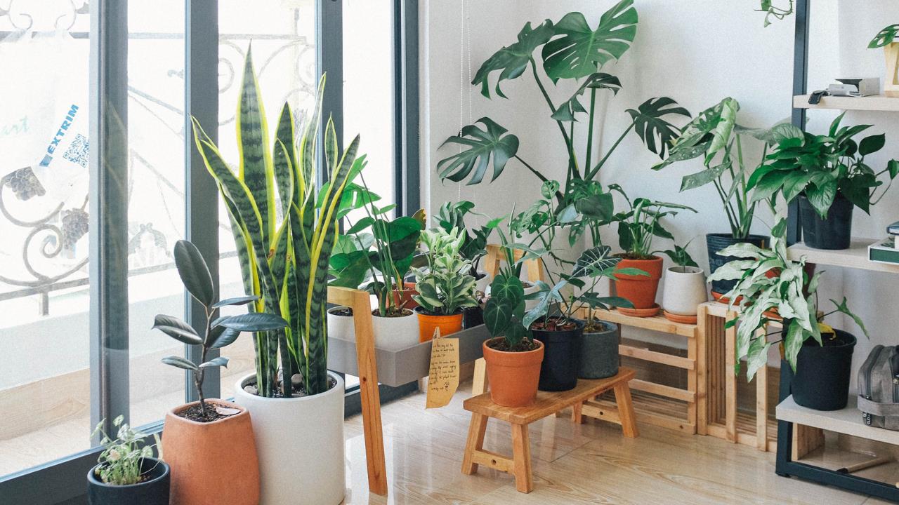 Las 5 plantas que serán tendencia en decoración de interiores para 2026